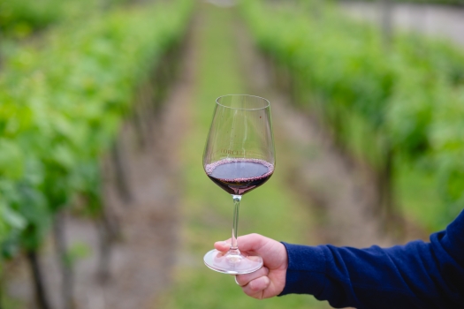 Degustação Murano - Torcello