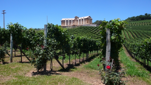 Colheita ao Poente no Spa do Vinho