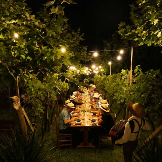 Colheita Noturna na Larentis