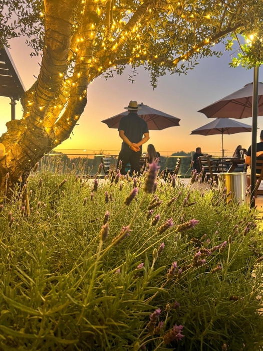 Sunset - Vinícola Almaúnica