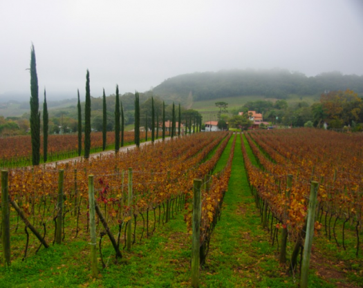 Tour Vale dos Vinhedos - Giordani Turismo