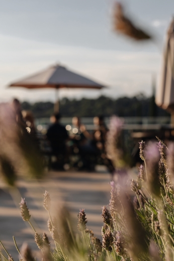 Sunset - Vinícola Almaúnica