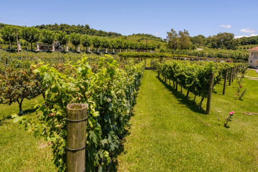 Tour Vale dos Vinhedos - Giordani Turismo