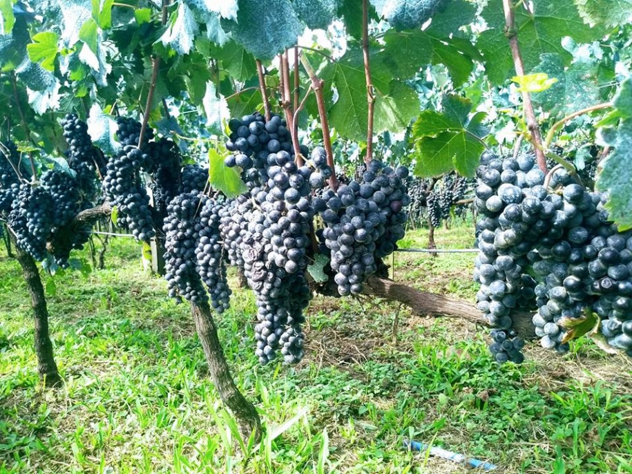 Terragnolo Vinhos Finos