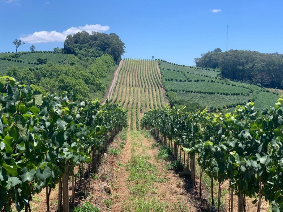 Audace Wine